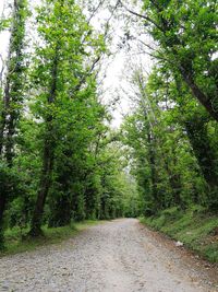 Road amidst trees in forest