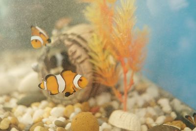 Close-up of fish swimming in sea