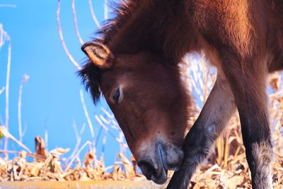 Close-up of horse