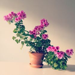 Potted pink flowering plant against white wall