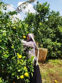 A woman farmer is harvesting oranges in an orange orchard in the city of pagaralam, south sumatra