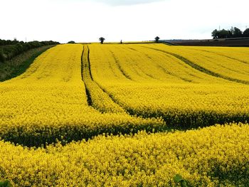 Scenic view of yellow flowers growing on land