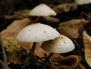 Close-up of mushroom growing on field