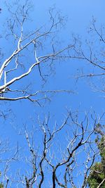 Low angle view of bare tree against blue sky