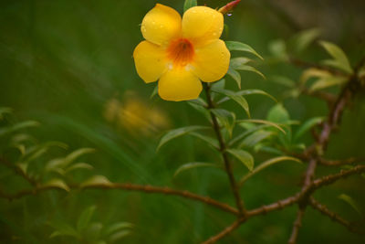 Close-up of yellow flower blooming outdoors