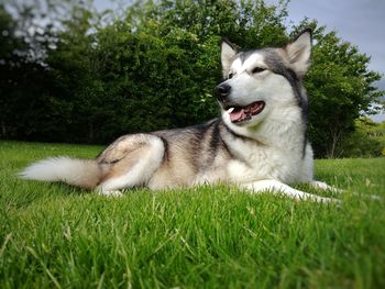 Close-up of dog lying on grass