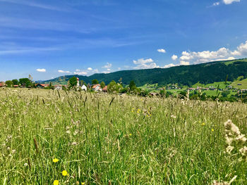 Scenic view of field against sky