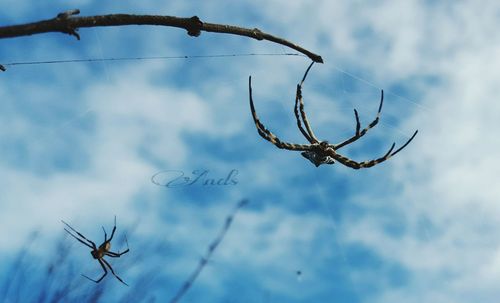 Low angle view of trees against sky