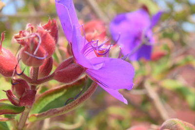 Close-up of purple flowering plant