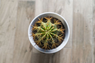 High angle view of potted plant on table