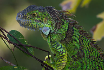 Close-up of a lizard