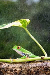 Close-up of green lizard