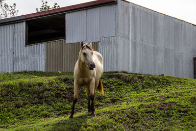 Horse standing in barn