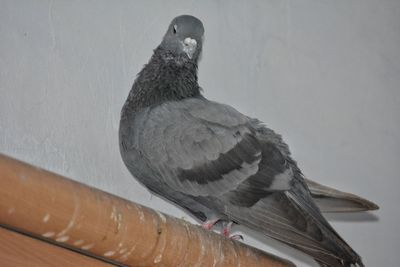 Close-up of bird perching outdoors