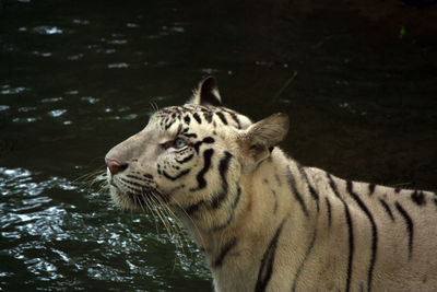 Close-up of tiger by water