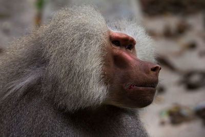 Close-up of baboon looking away