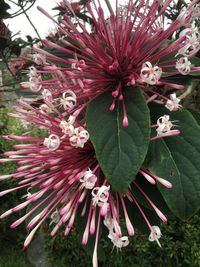 Close-up of pink flowers blooming outdoors