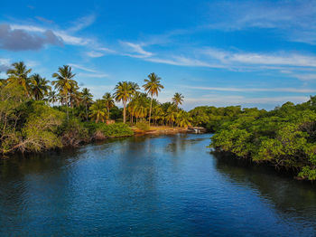 Scenic view of palm trees against blue sky