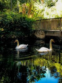 Swan swimming in lake