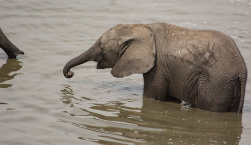 Side view of elephant drinking water in lake