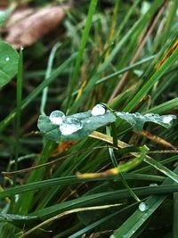 Close-up of insect on grass