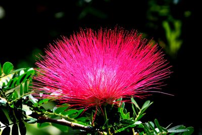 Close-up of pink flower