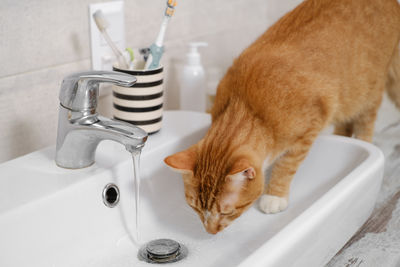 Close-up of cat sitting in bathroom