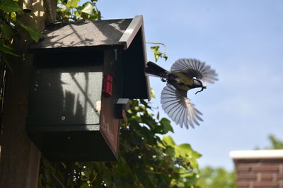 bird
