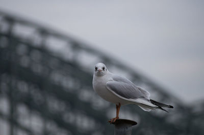 Bird perching outdoors