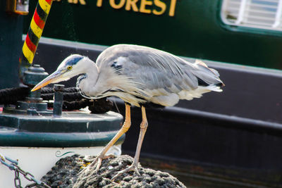 Close-up of bird perching on a car