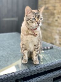 Cat looking away while sitting outdoors