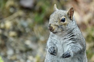 Close-up of squirrel