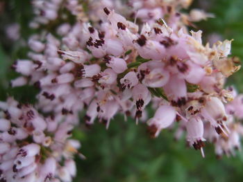 Close-up of pink cherry blossoms