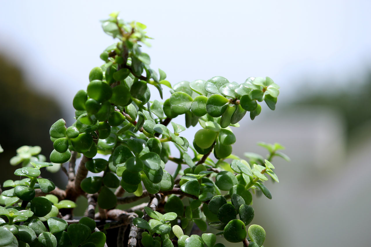 CLOSE-UP OF FRESH GREEN LEAVES