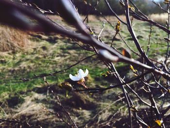Close-up of bird perching on tree