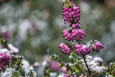 Close-up of pink flowering plant