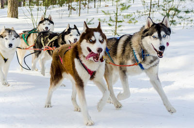 Dogs on snow covered land