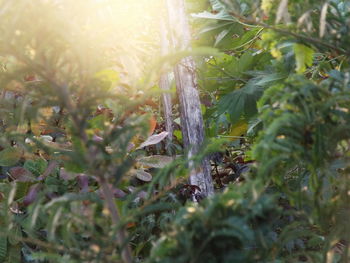 Close-up of fresh plants