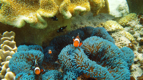 Fish swimming in sea