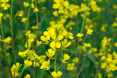 Close-up of yellow flowering plant on field