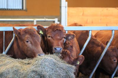 Close-up of cows