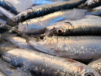 Close-up of fish for sale in market