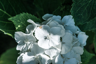 Close-up of white flowering plant