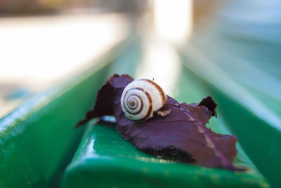 Close-up of snail