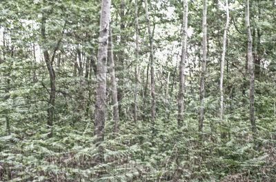 Pine trees in forest