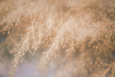 Full frame shot of dry plants