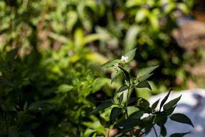 Close-up of green leaves on plant