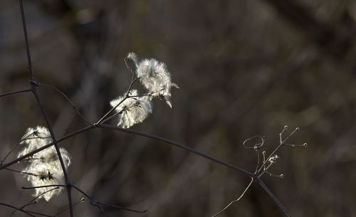 Close-up of dried plant