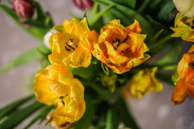 Close-up of yellow flowers