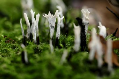 Close up of plant growing in forest